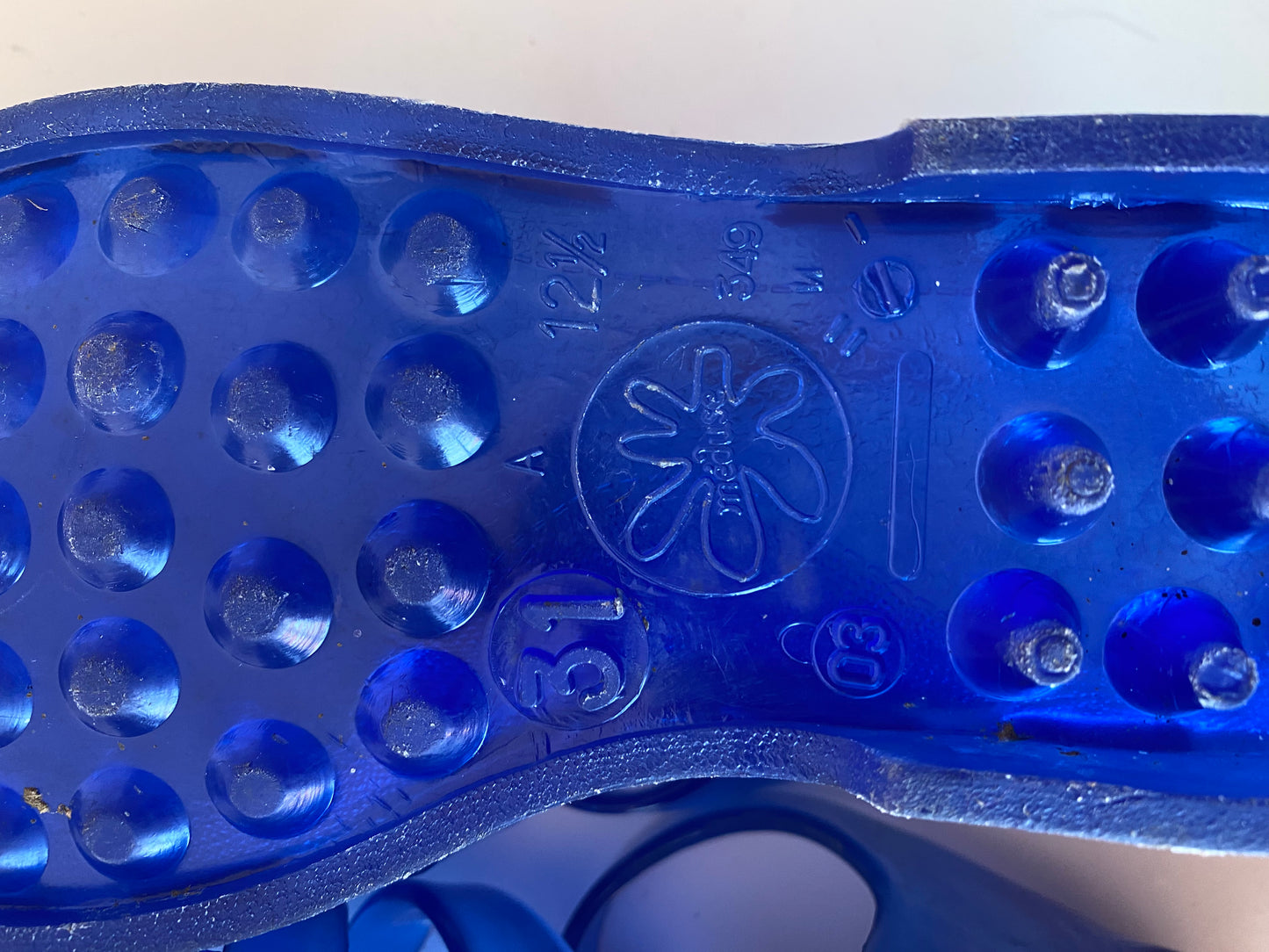 Méduse bleu