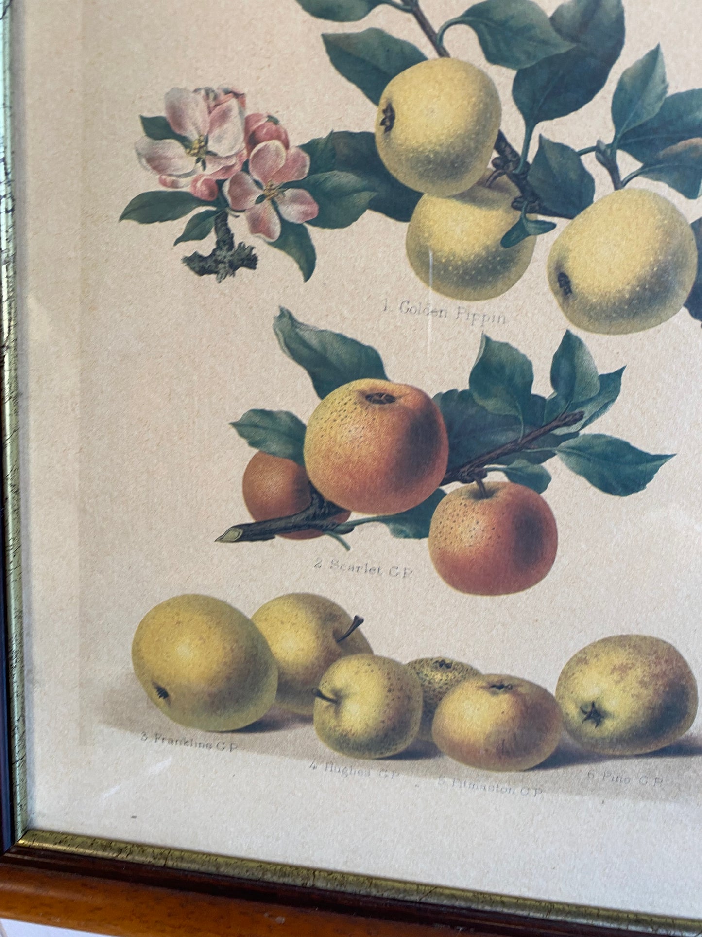 Tableau à fruit